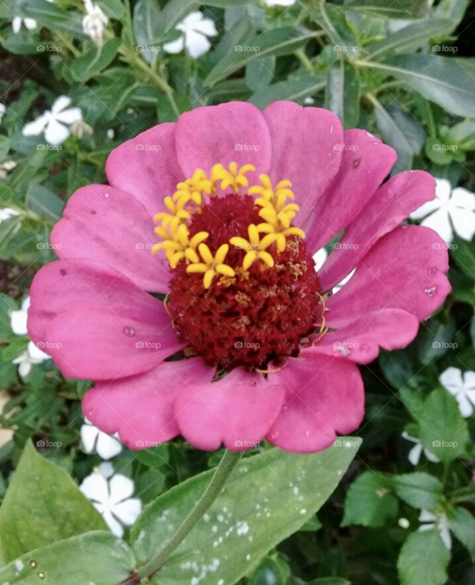 🌹 🇺🇸 Very beautiful flowers to brighten our day.  Live nature and its beauty. Did you like the delicate petals? / 🇧🇷 Flores muito bonitas para alegrar nosso dia. Viva a natureza e sua beleza. Gostaram das pétalas delicadas? 