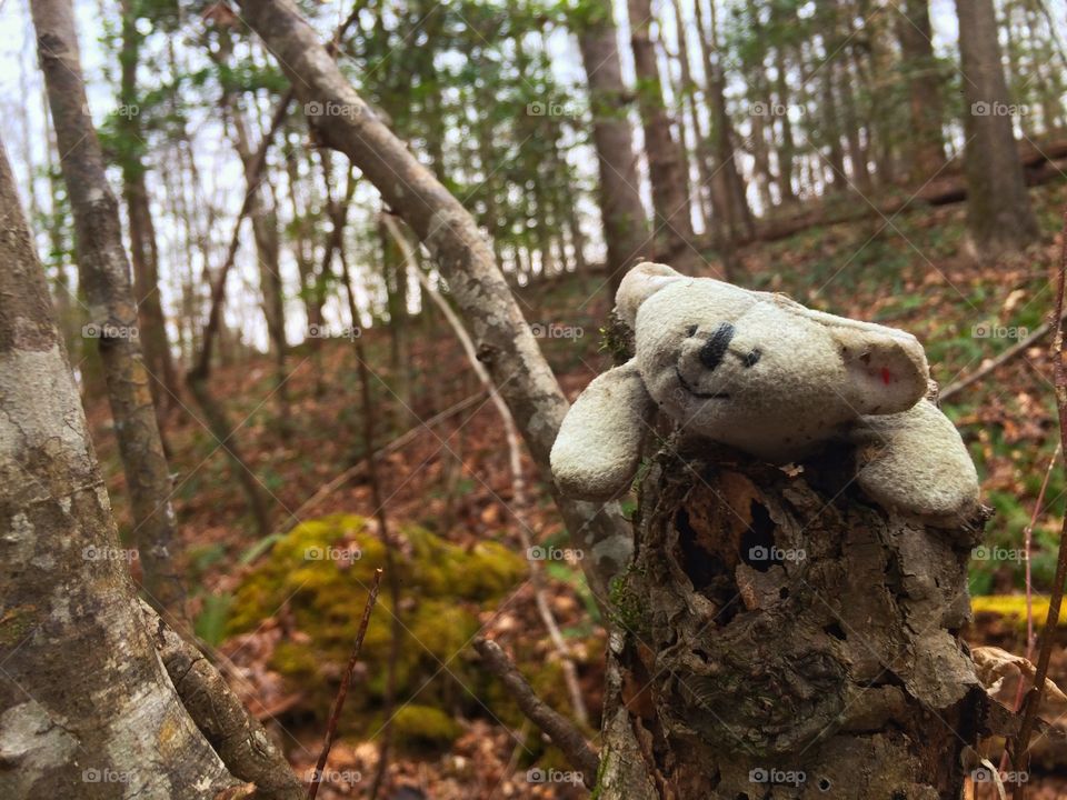 Stuffed Koala in a Tree