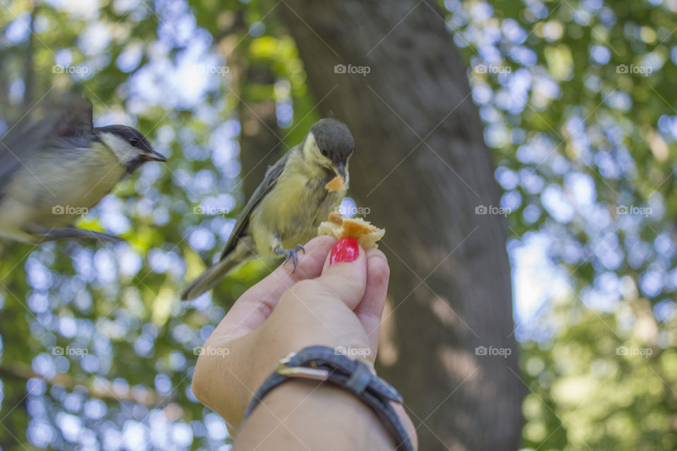 Beautiful little birds eat bread with hands with red manicure in the park