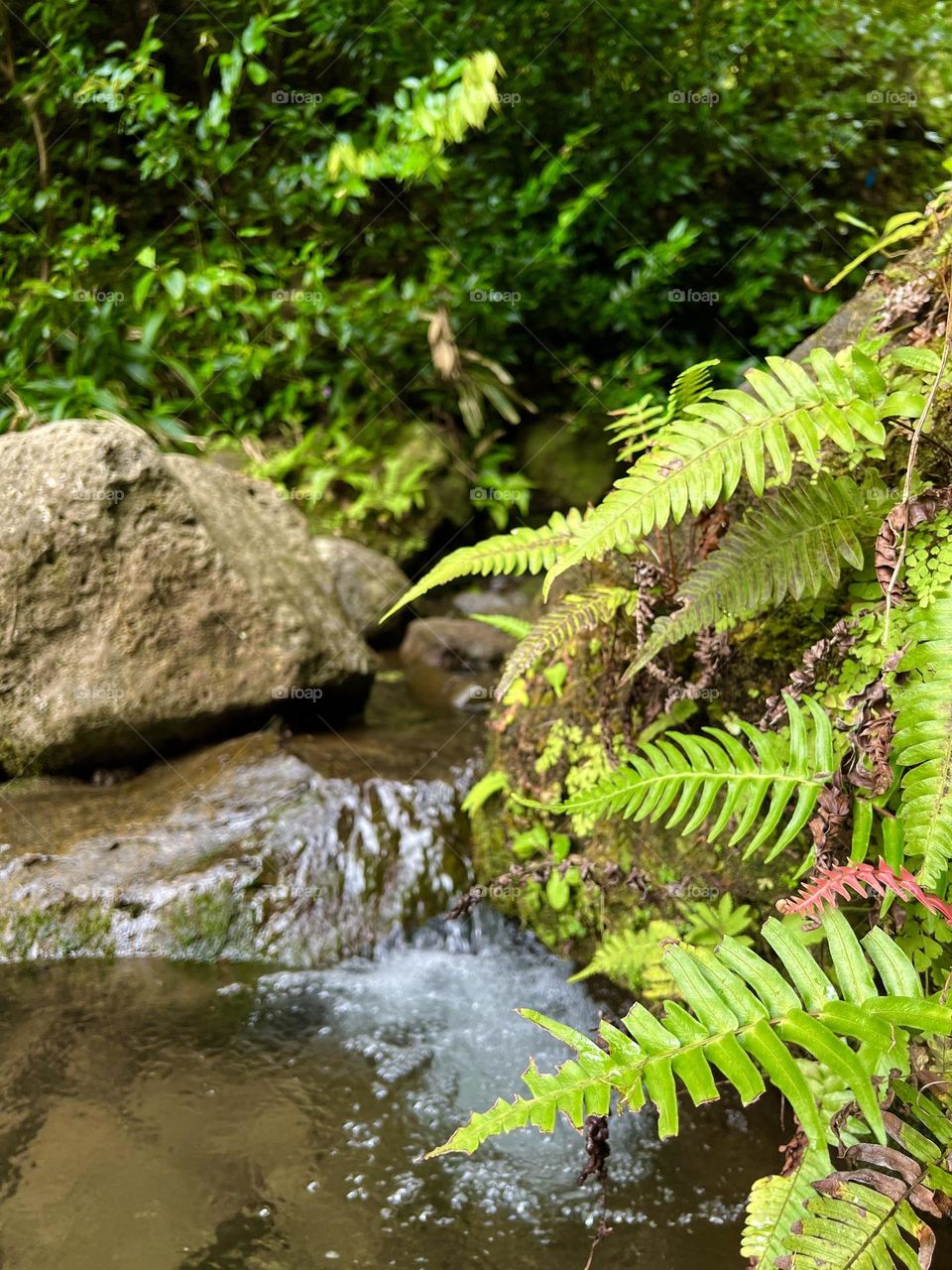 Licorice ferns growing on the side of the Lulumahu Stream in Honolulu Hawaii