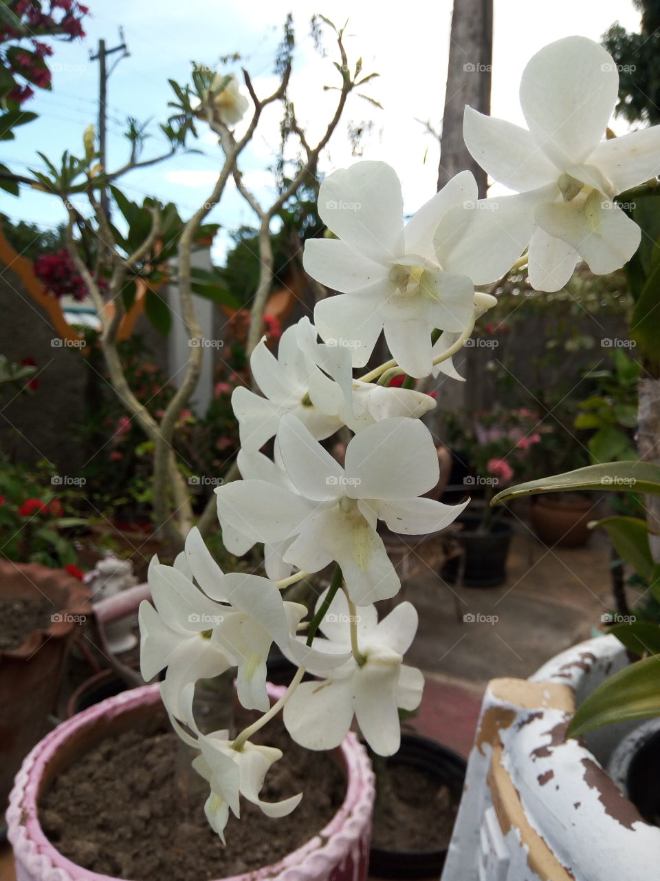 Flower, Nature, Flora, No Person, Leaf