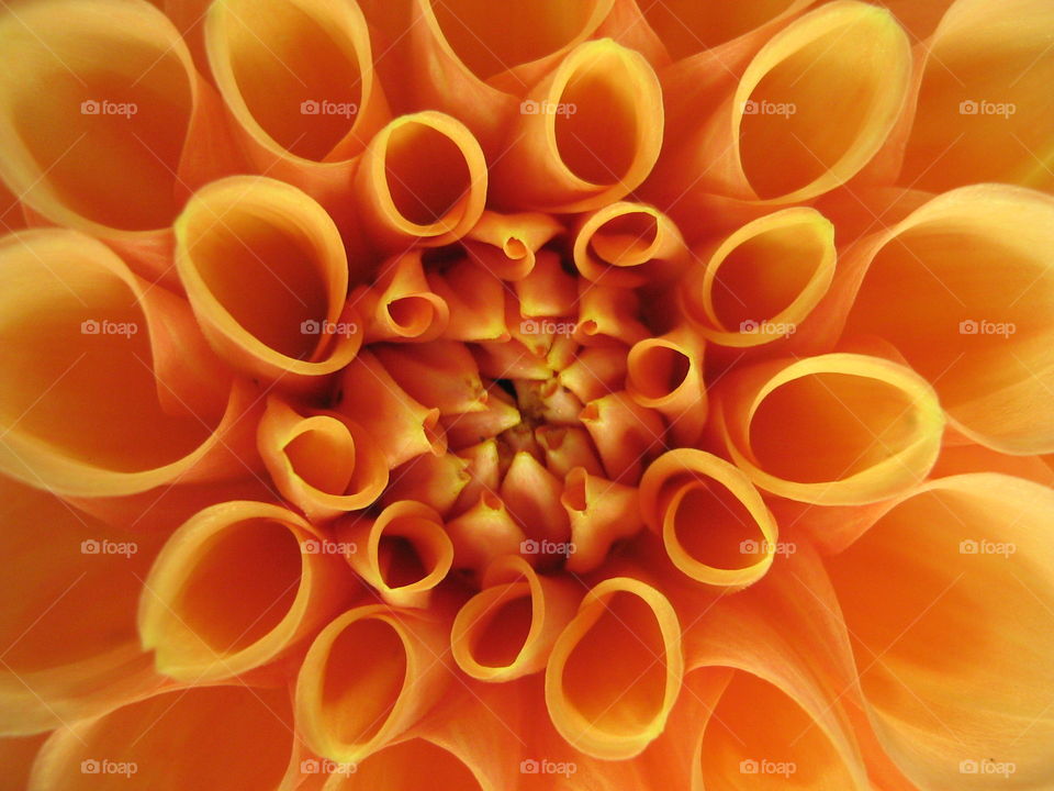Full frame of orange flower