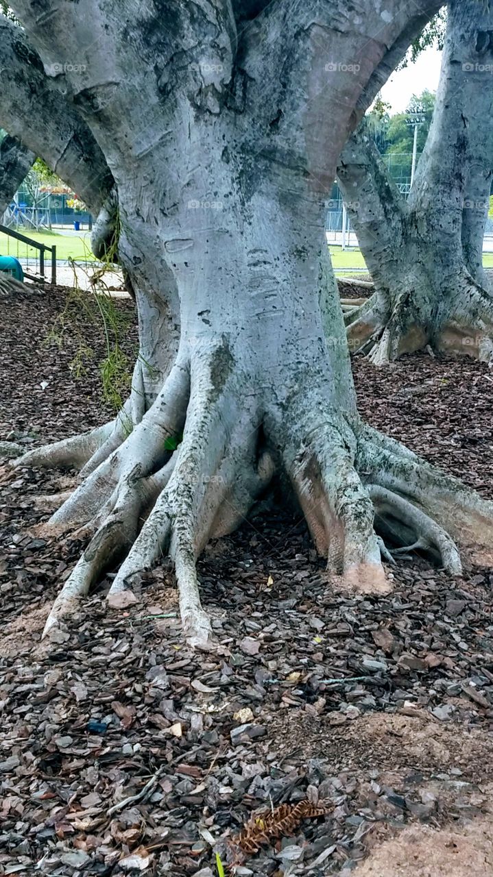 Tronco de árvore. Tree trunk