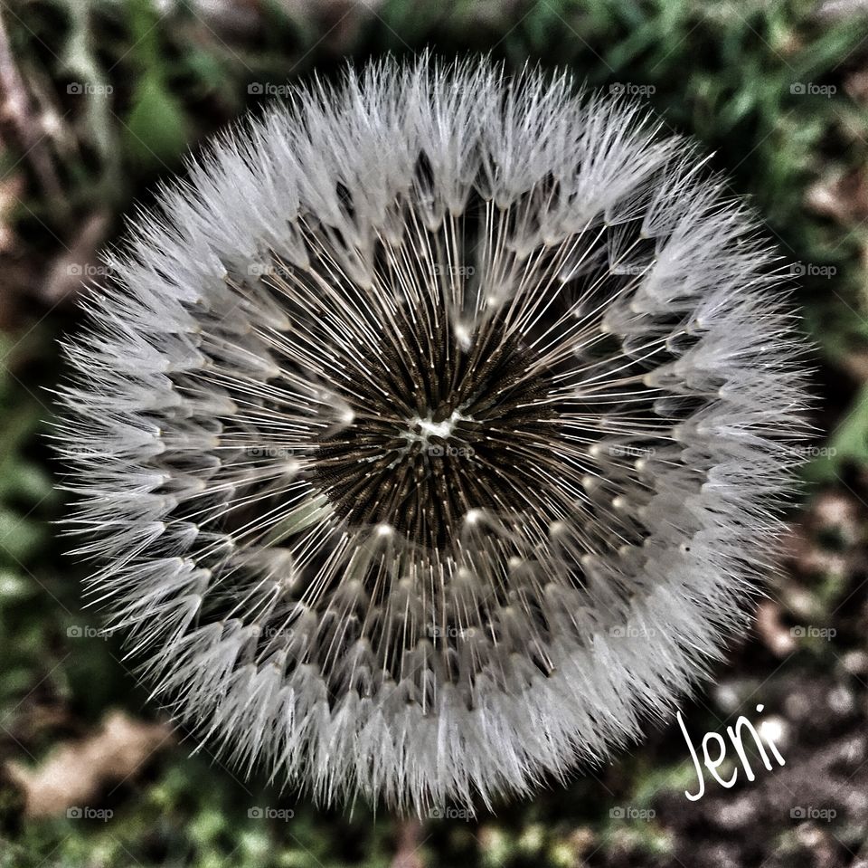 Dandelion