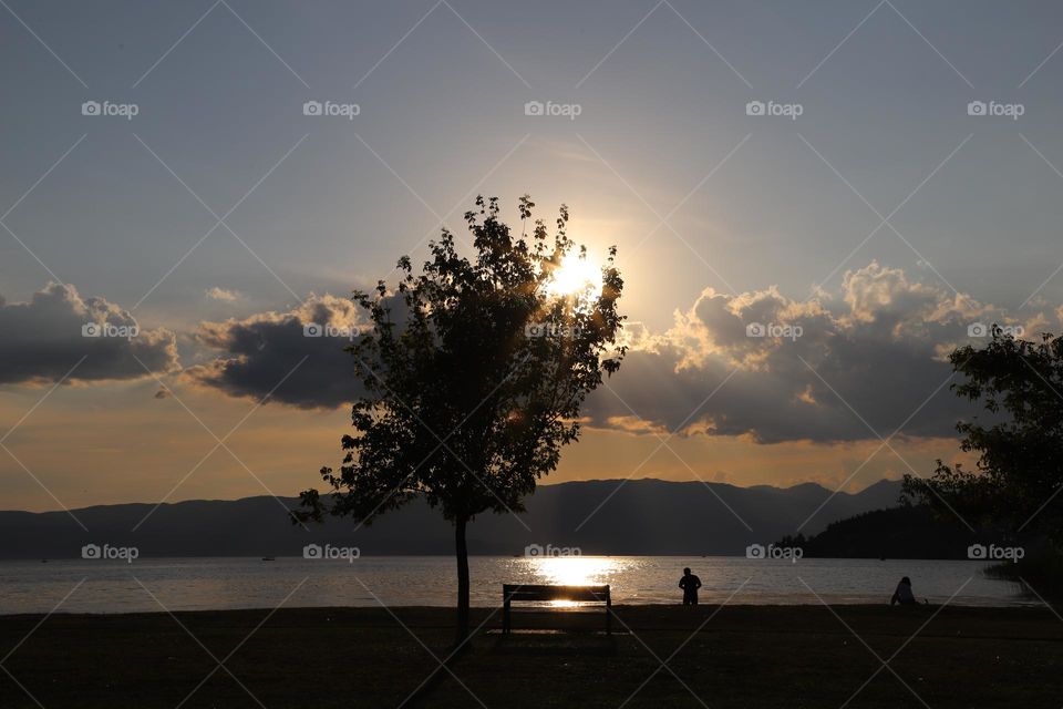 tree by the lake on sunset 