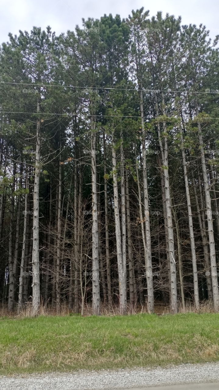 trees