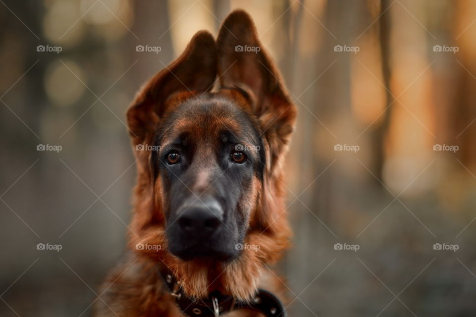 German shepherd puppy outdoor portrait 