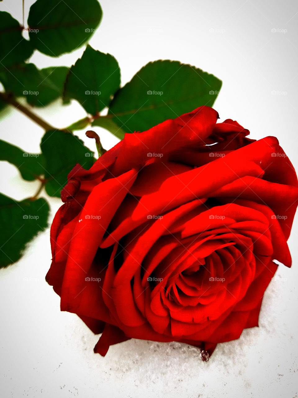Red rose on white snow