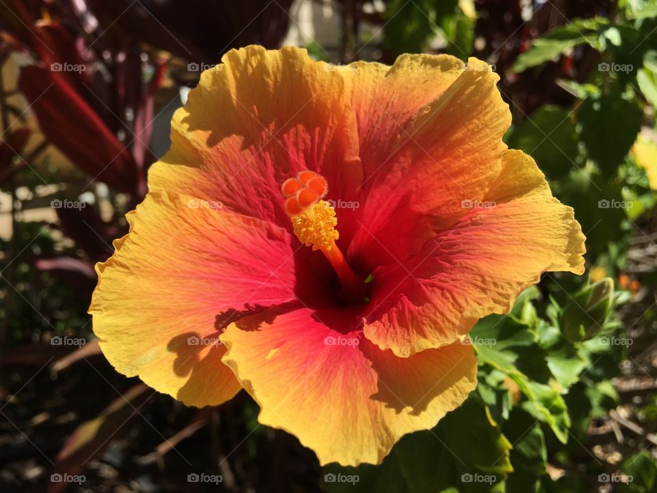 Gorgeous Hawaiian hibiscus