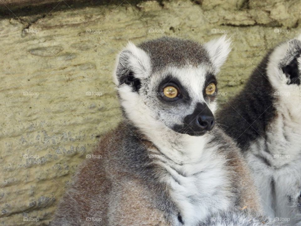 Lemur