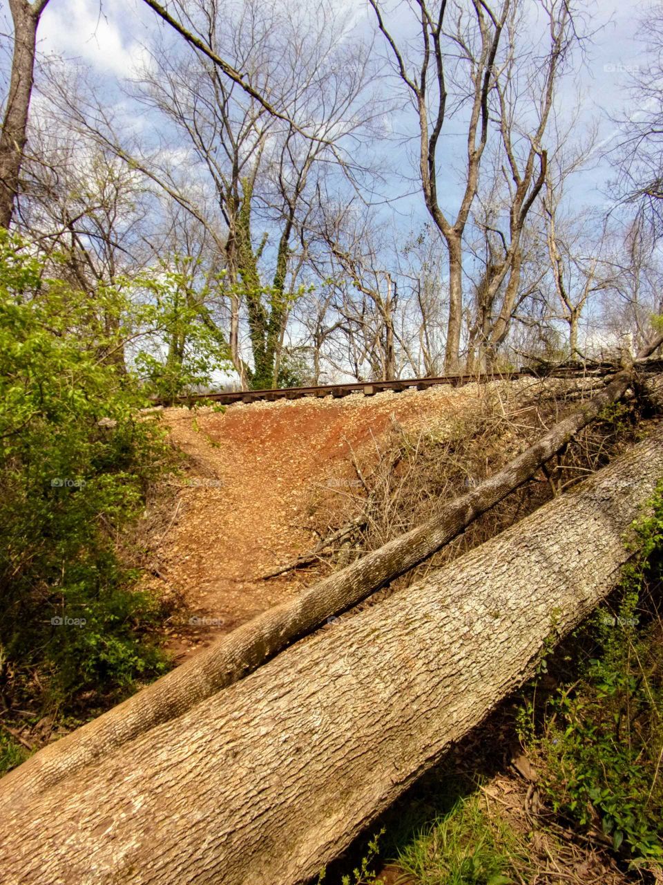 Felled trees leading up to railroad tracks