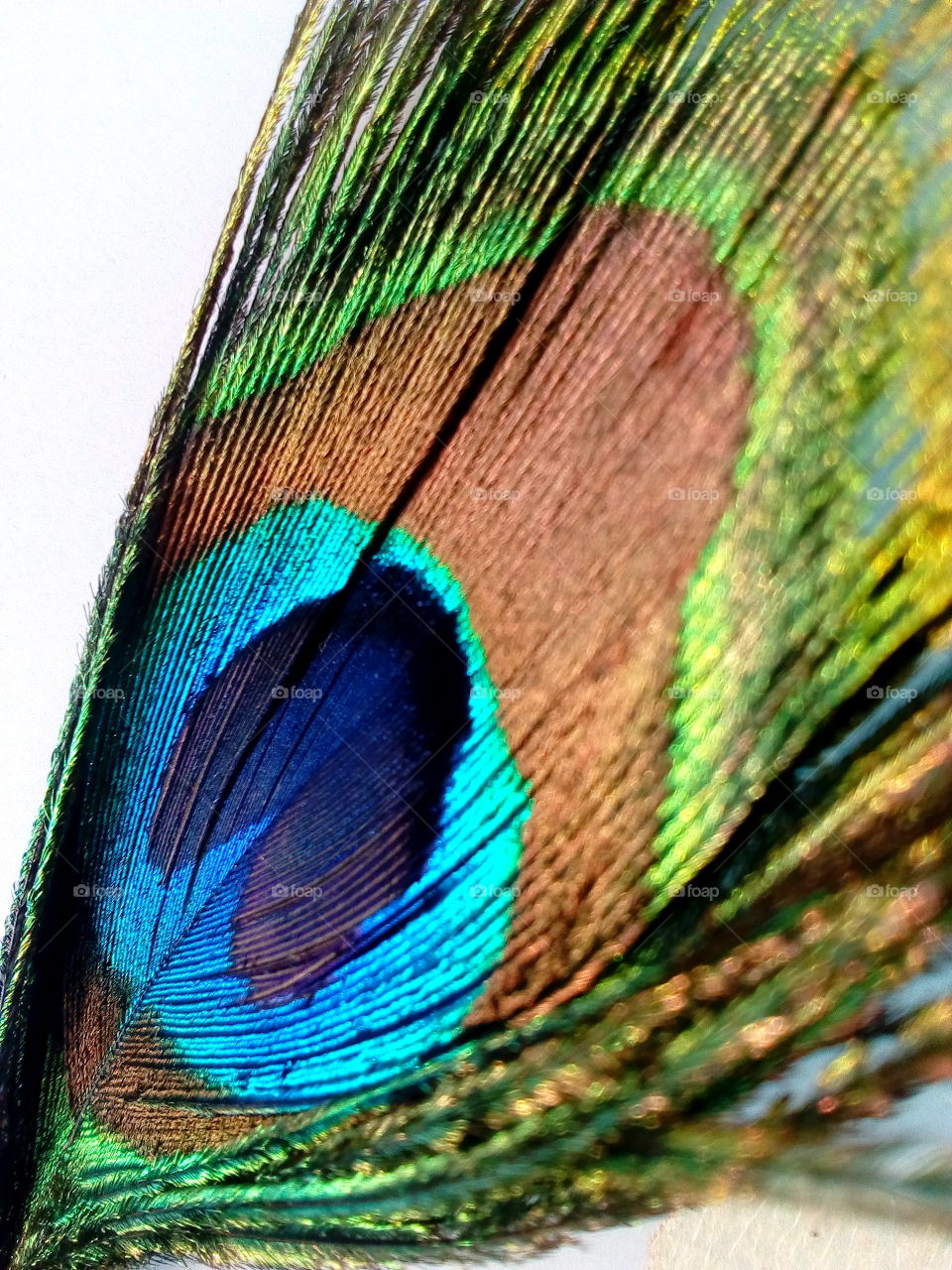colorful peafowl