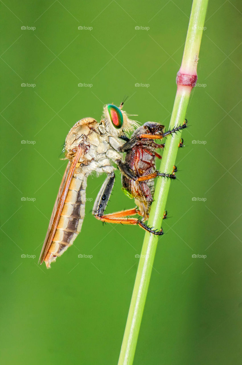 robber fly
