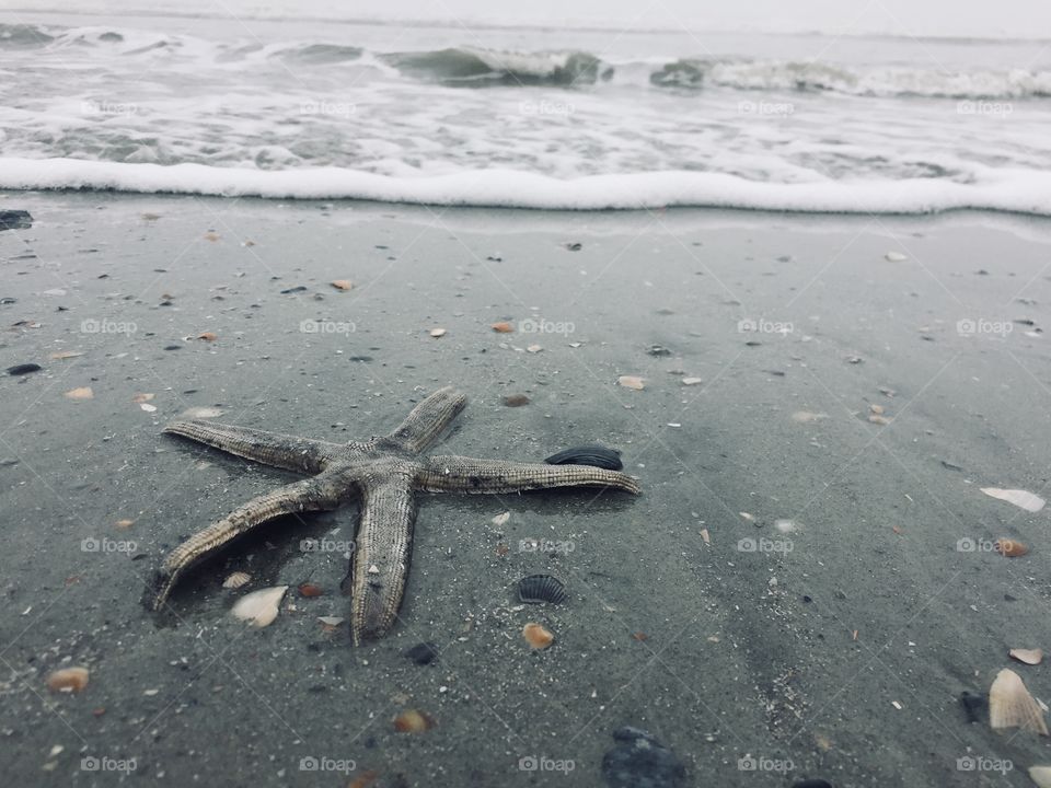 Starfish on the beach. 