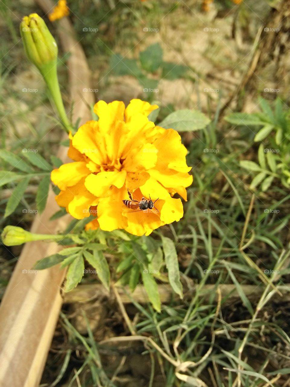 bee on flower