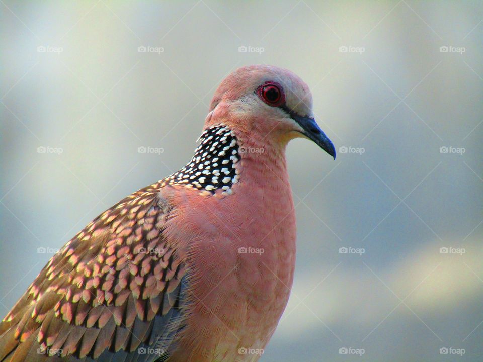 The spotted dove or (spilopelia chinensis) or mountain dove or pearl-necked dove or lace-necked dove or spotted turtle-dove.