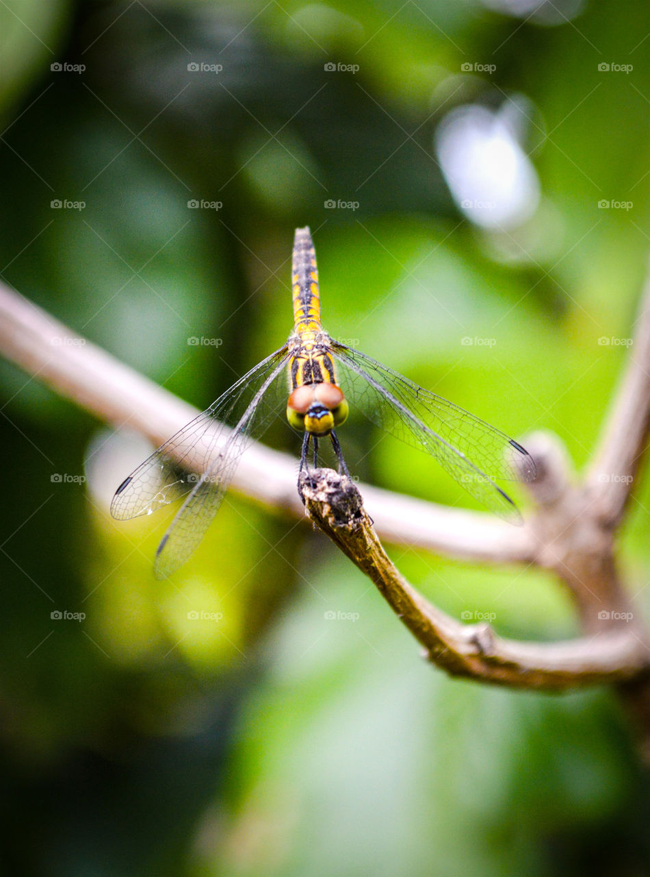Dragonfly
