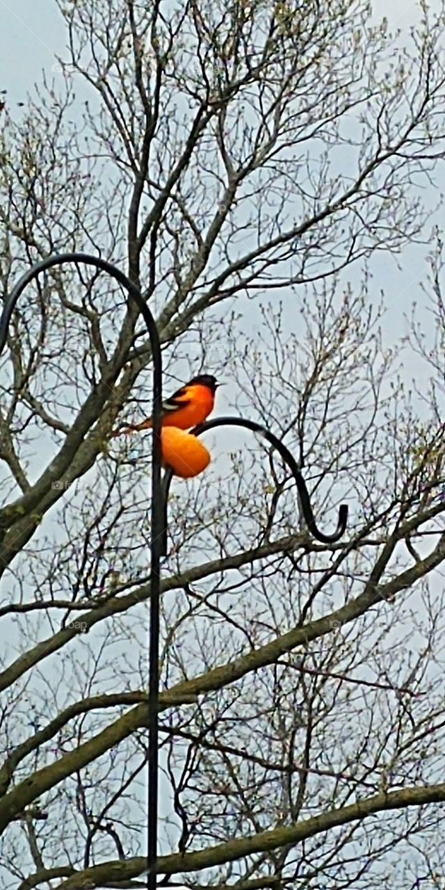 Beautiful Oriole