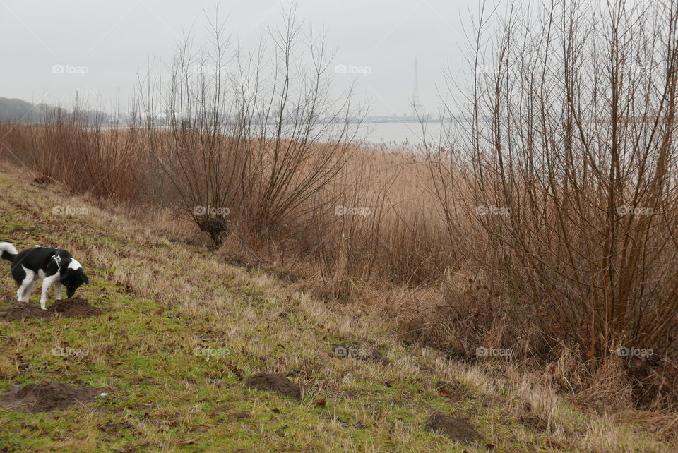 The river in Antwerp