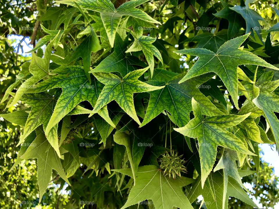 The Liquid Amber Tree Leaves