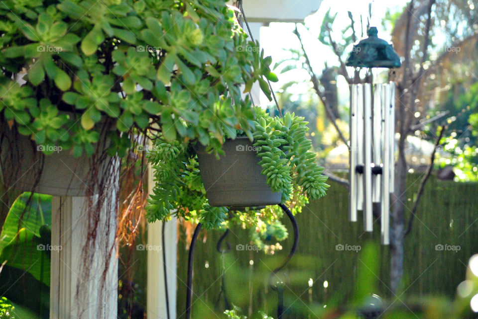 hanging succulents