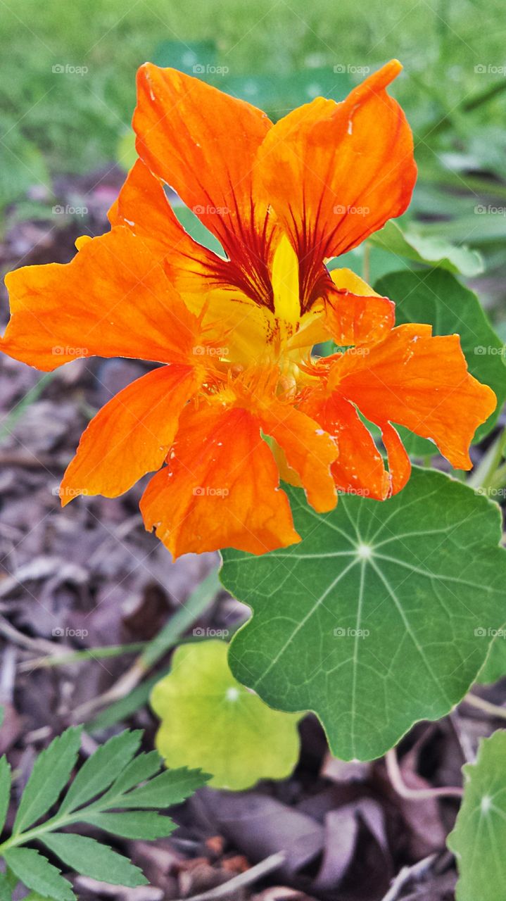 Nasturtium. In my garden