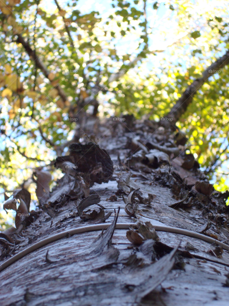 sky green blue tree by somebeach