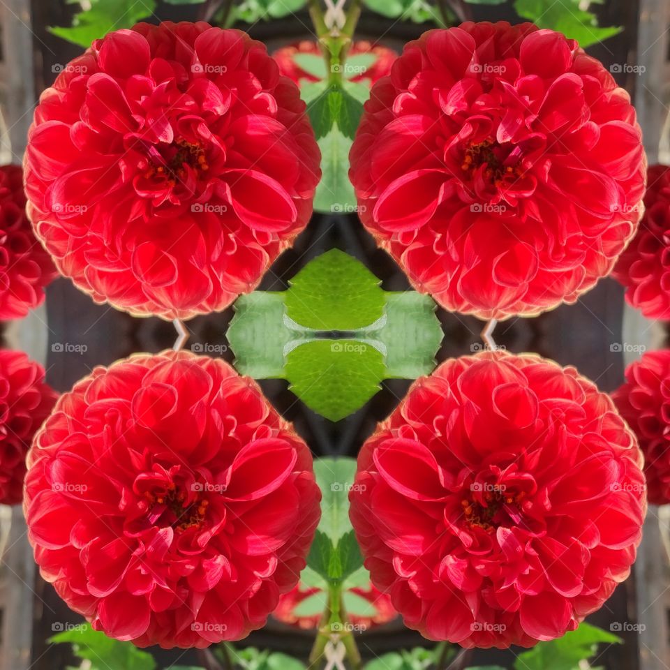 dahlia collage mosaic