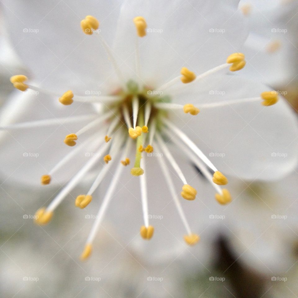 Macro