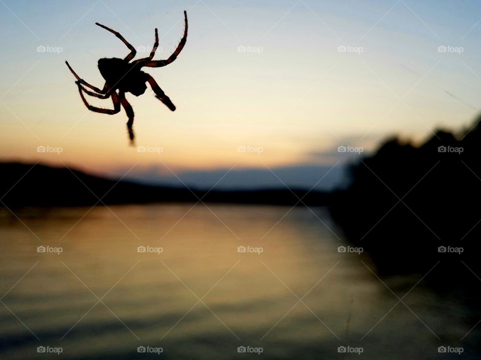 spider at dusk overlooking the lake.