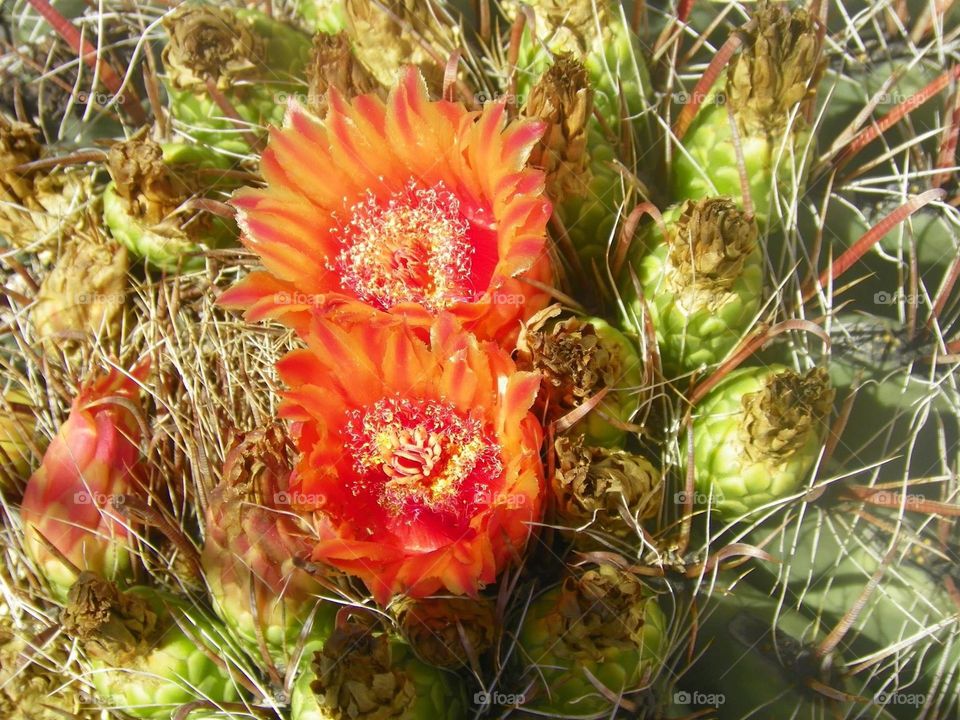 Cactus 
