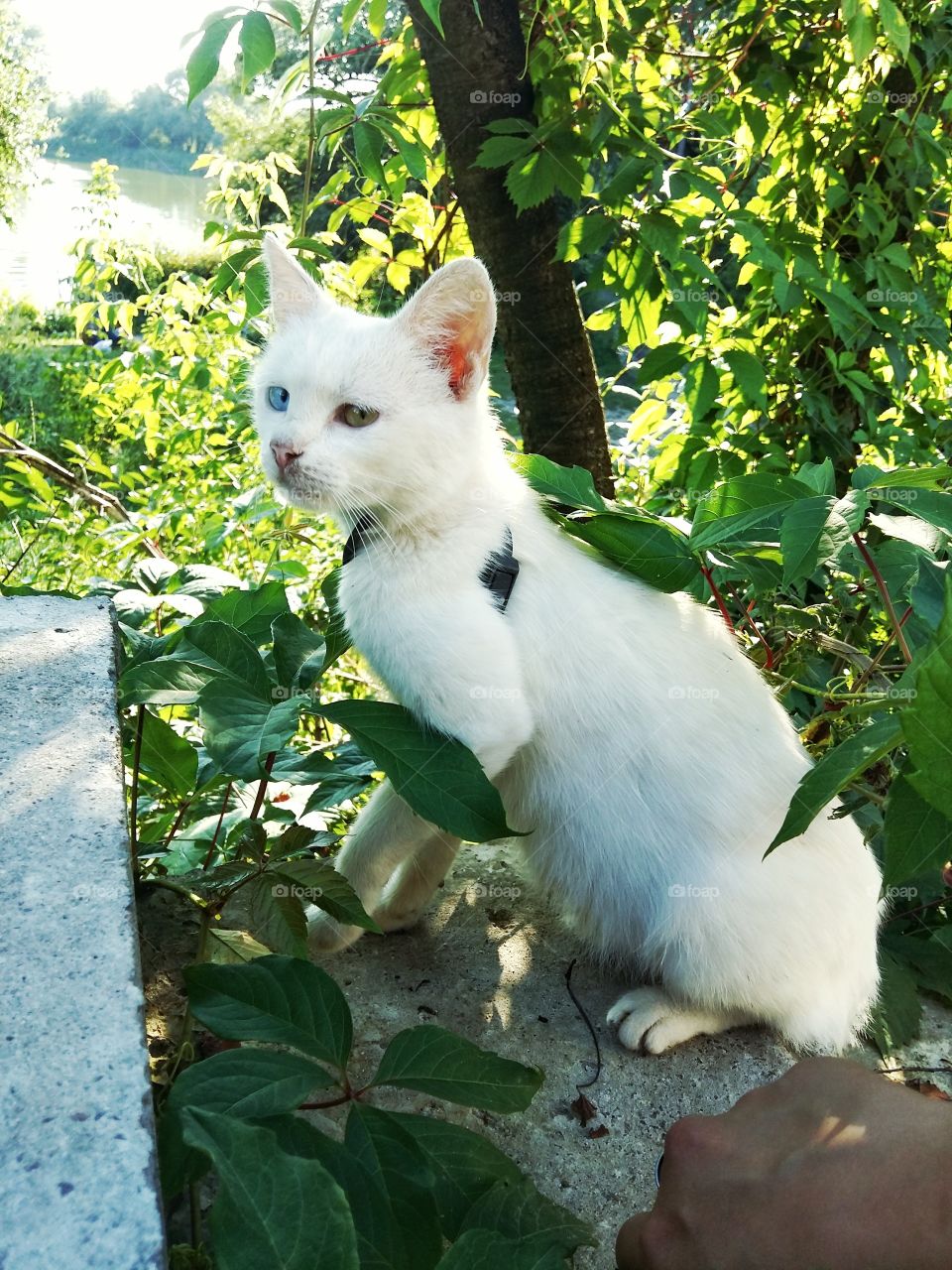 cat albino with different eyes