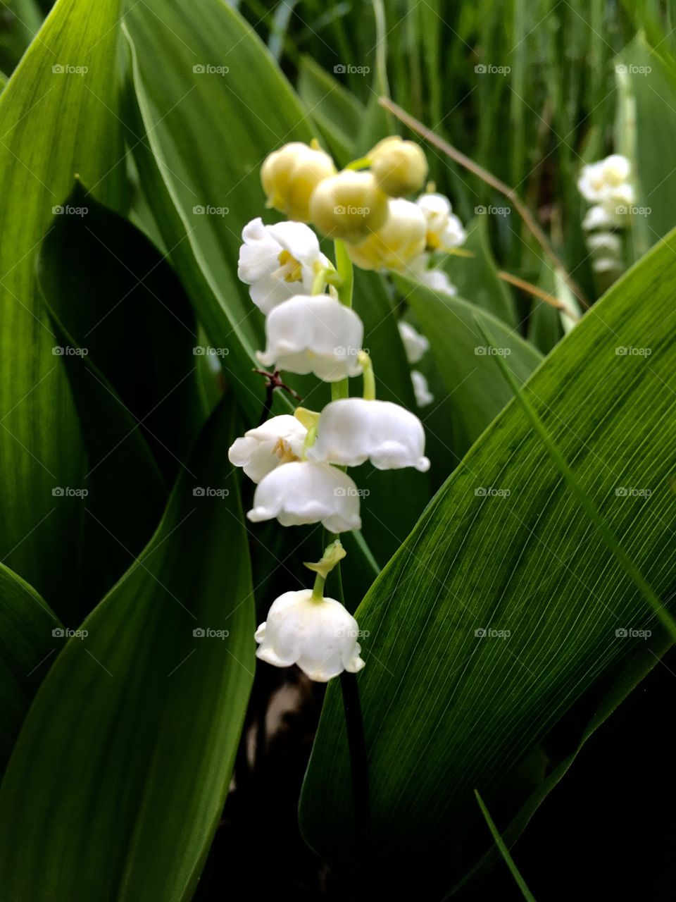 Lilies of the Valley