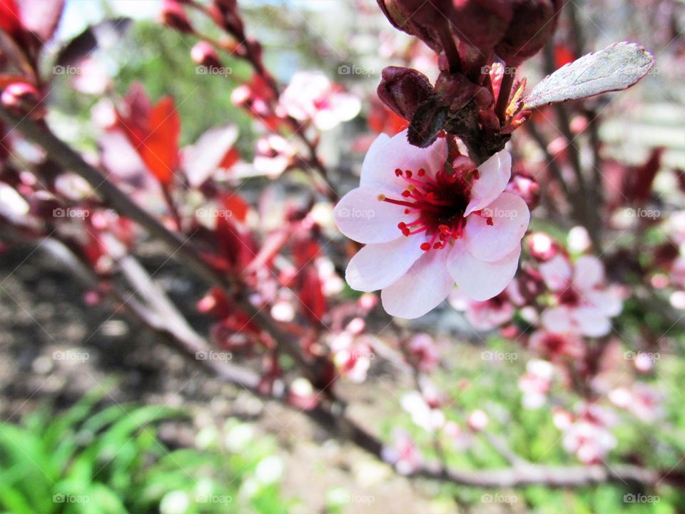 Spring renewal—gorgeous blossom from a flowering tree