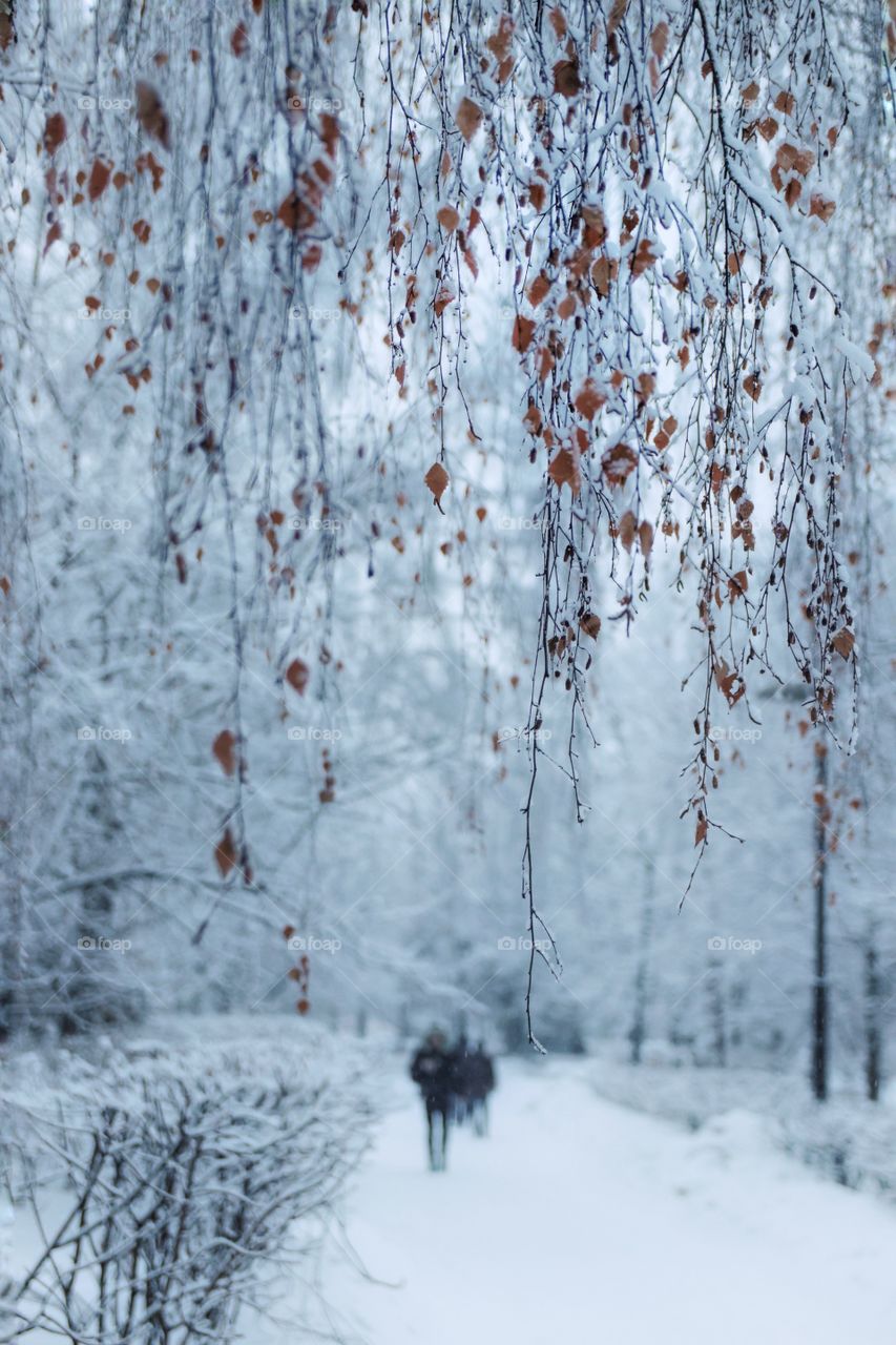 beautiful snowy boulevard