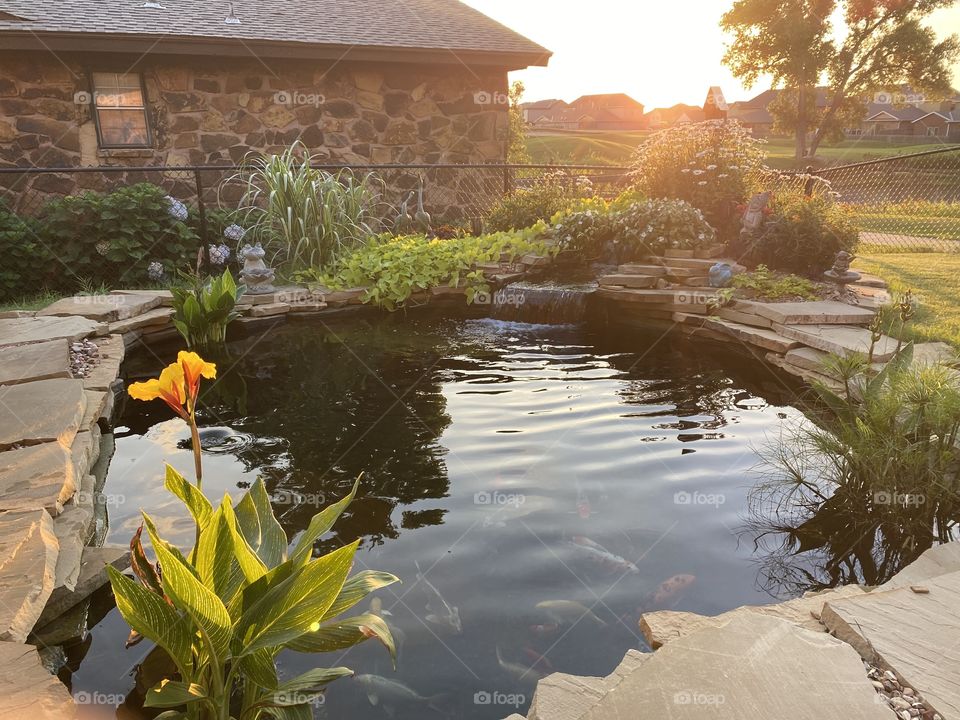 Koi Pond Sunset