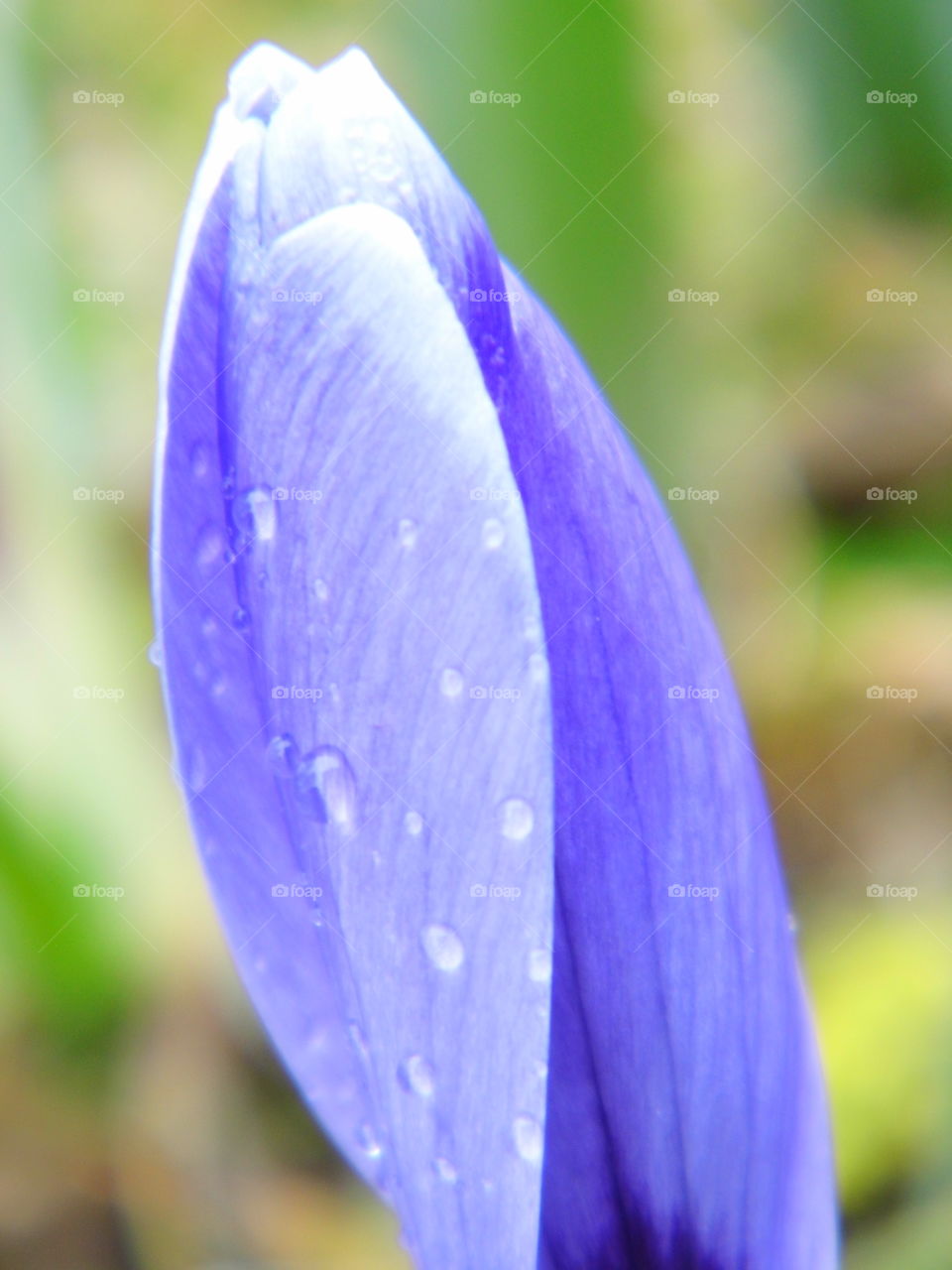 spring flower and beautiful color