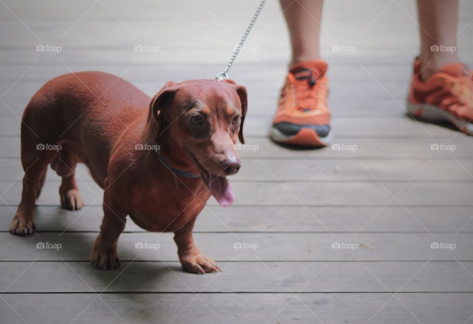 Daschund dog 