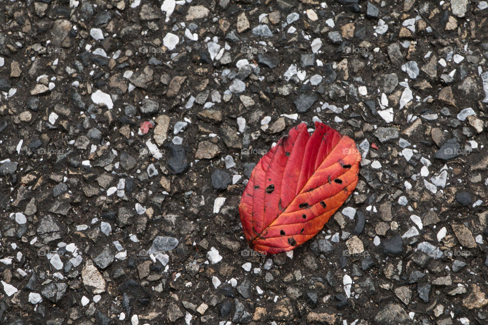 Autumn Leaves Japan