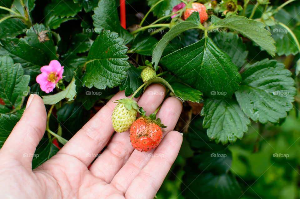 Strawberries ripening on vine of strawberry plant with pink flowers in woman's hand conceptual sustainable pesticide free gardening photography 