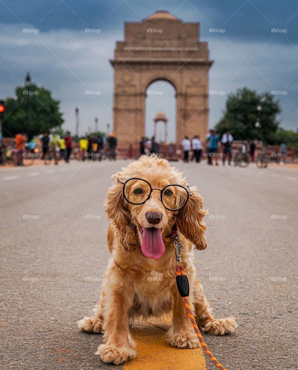 husky doggie in executive look🤓🤓🤓