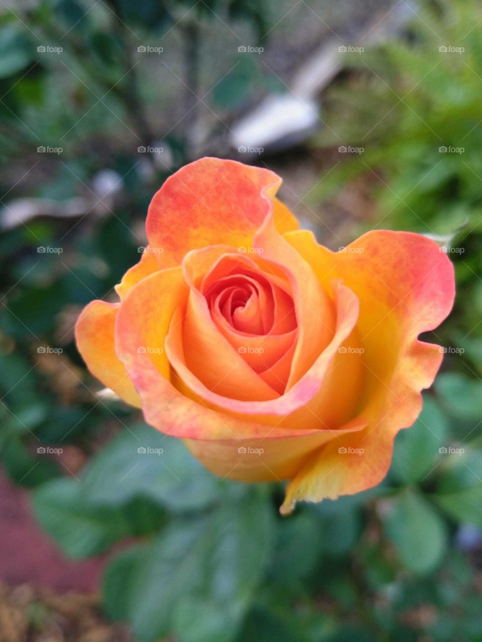 lovely rose