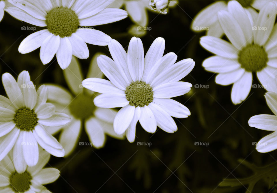 flowers flower white black by perkapara