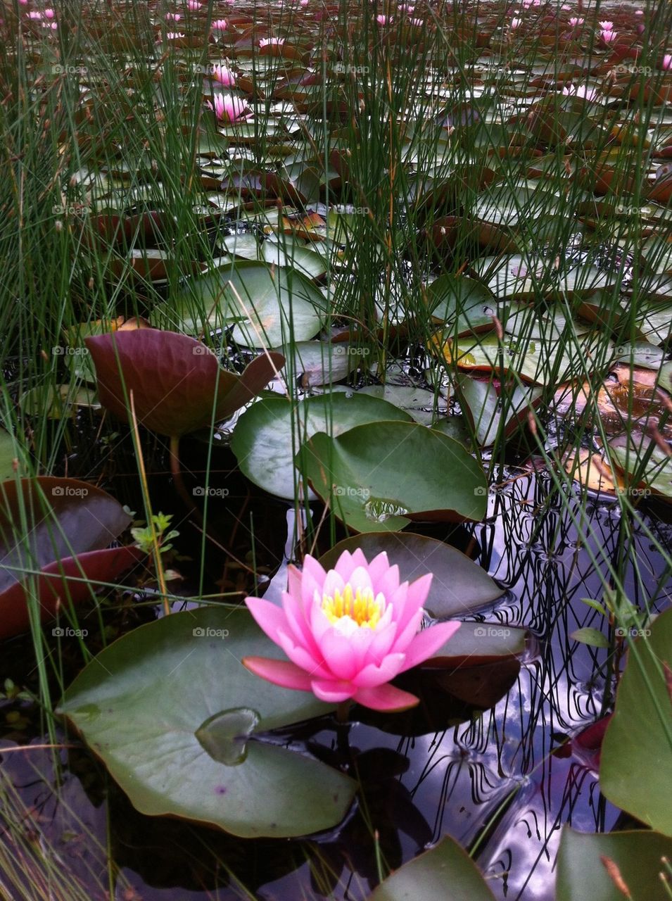 Lily pad pond