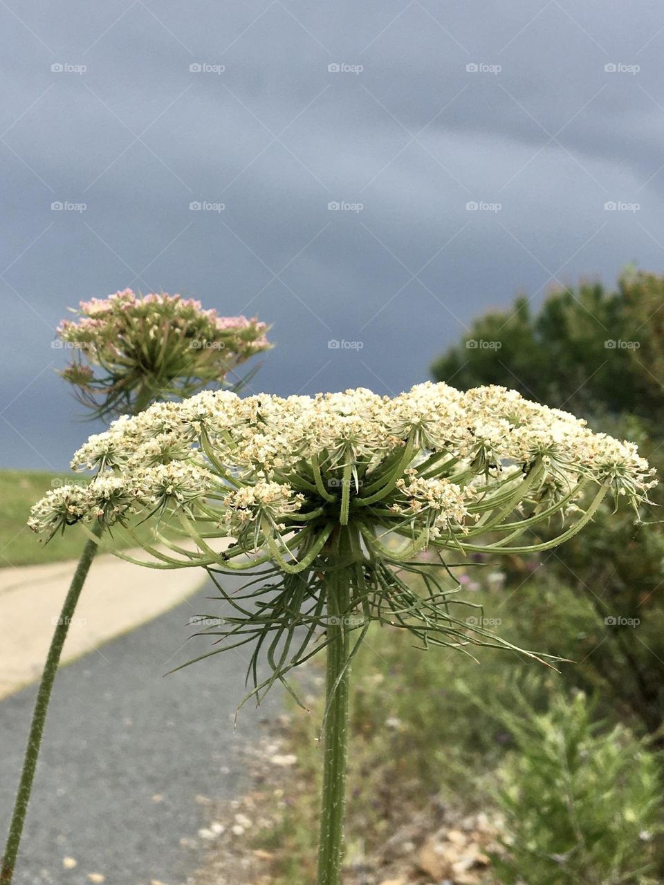 Wild carrots from the grounds on grey sky