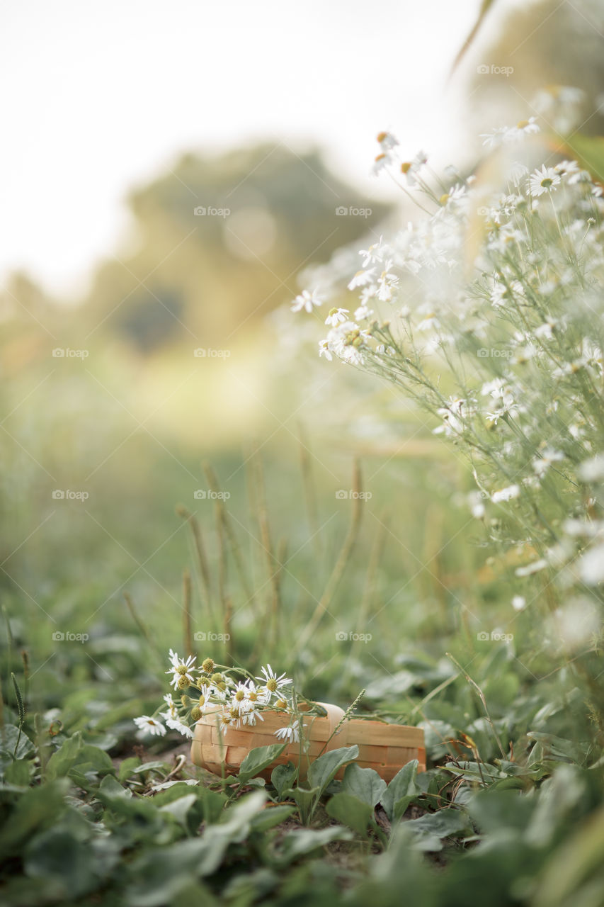 Daisies in a basket in a field 