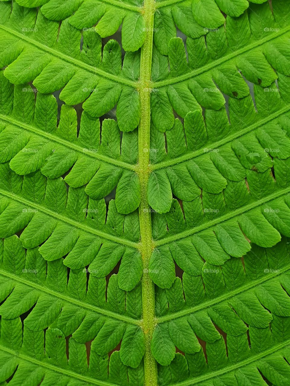 green fern leaf