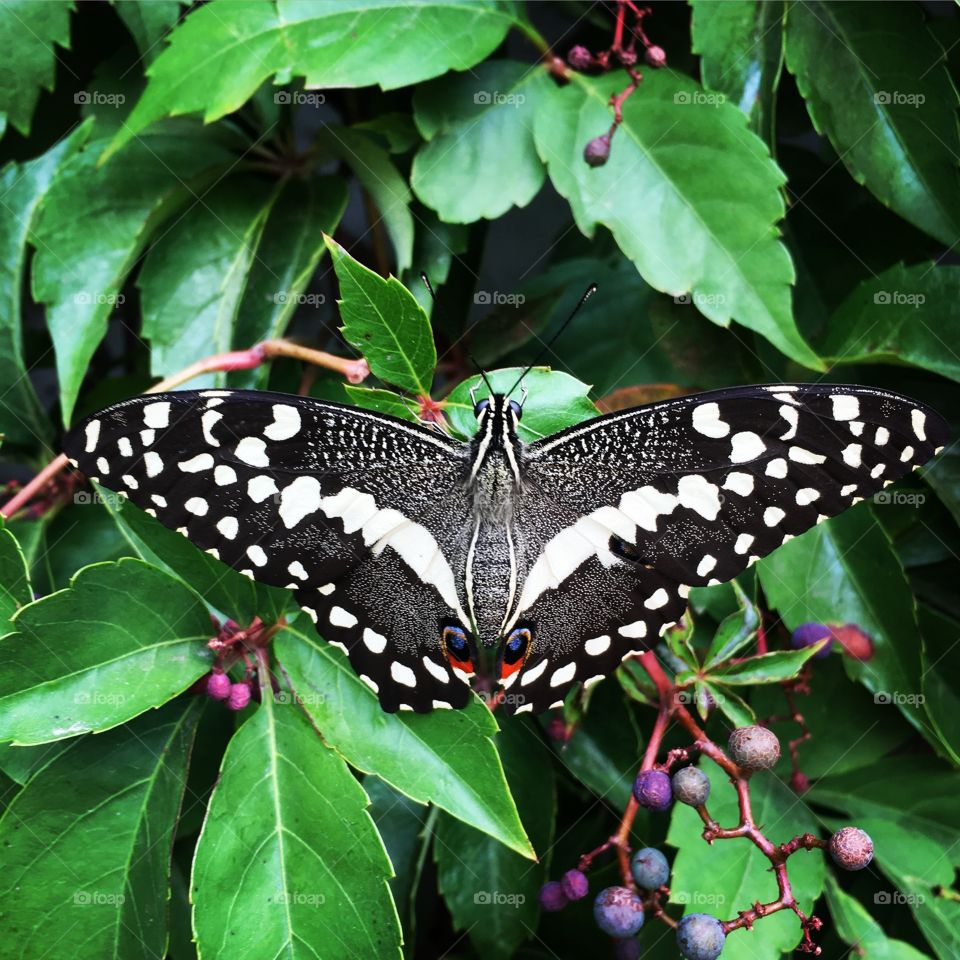 An awesome black butterfly with lovely white speckles and stripes providing a contrast to the green leaves.