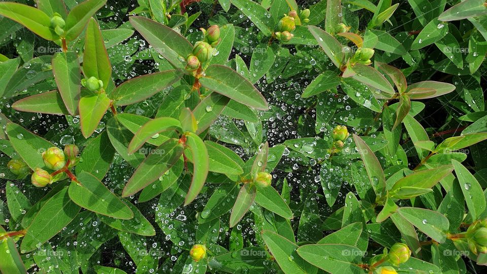 raindrops caught by spiderweb