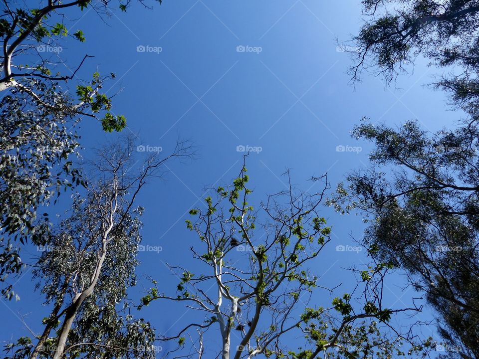 Looking up during hike